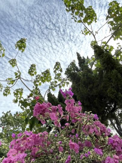 今早天空的雲像幅棉花海...