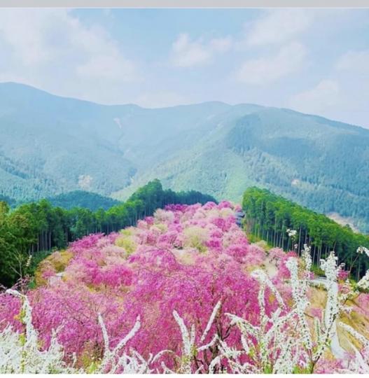 日本櫻花海景色太美了...