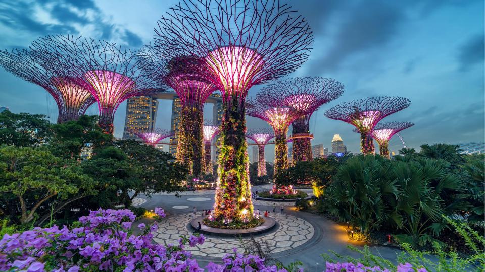 星加坡海濱公園內亮起燈的巨樹，遠遠也可觀賞到。...