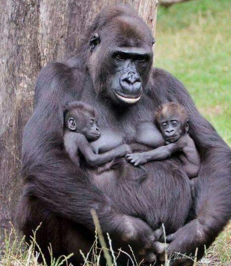雖然是猩猩，母愛是天性，沒有人同動物之分。...