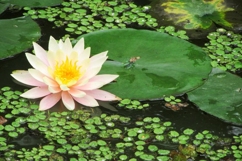 自已找資料、學構圖、終於影左這幅。。。。。...