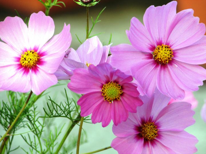 花花草草、美好的一天、各位早晨！...