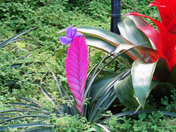 花花草草、攝於嘉道理農場！...