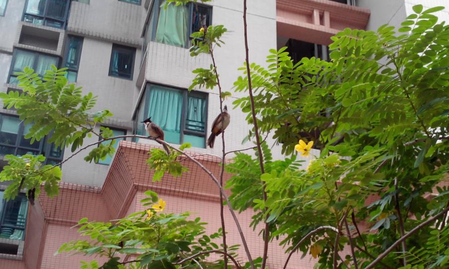 好多屋苑也有這類雀鳥，不知叫甚麼鳥？...