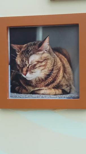 小猫咪睏了，眠一眠先...