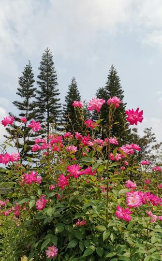 花的季節 ......... 初夏...