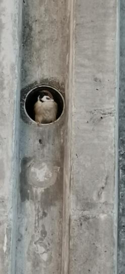 小麻雀很喜歡在排水管內休息...