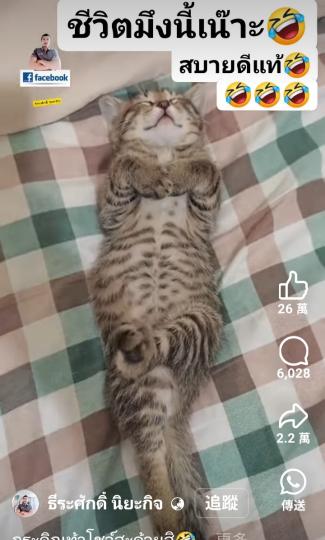 看看小猫的睡姿表情多寫意！...