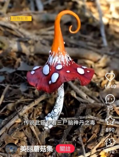 傳说此菇有着三尸腦神丹之毒...