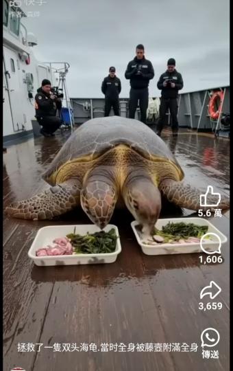 拯救了一隻双头海龟.当時被藤壺附滿全身...