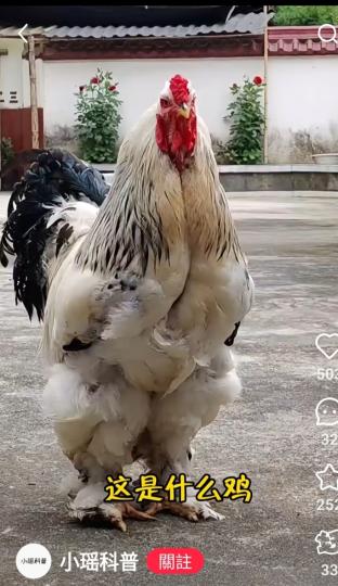 猜猜這是什么鸡這么好看！...