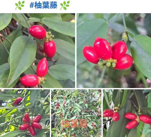 道路旁艳红的果子很吸睛...