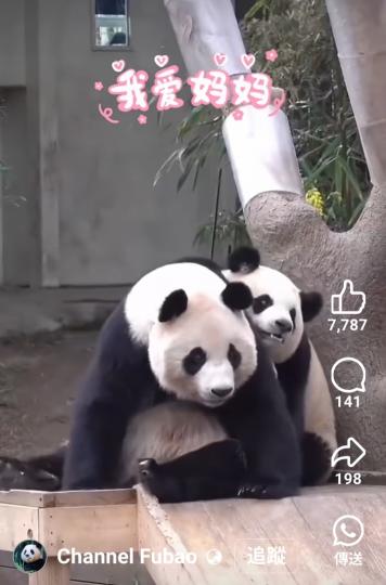 小甜睿把着愛宝撒嬌非常........