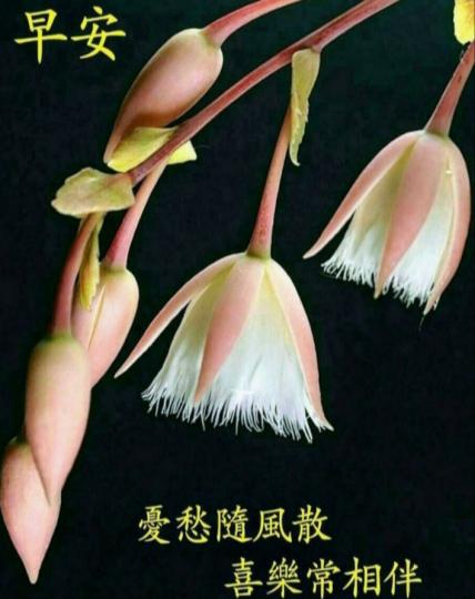 各位早晨健健康康每一天...