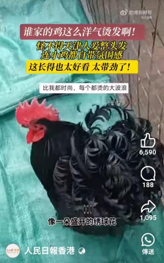 第一次見尾巴這麼洋氣...