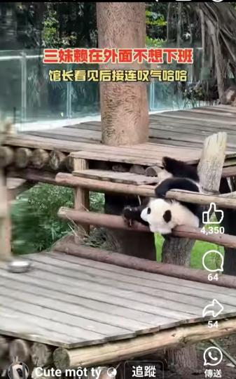 三妹頼在外面不想下班...