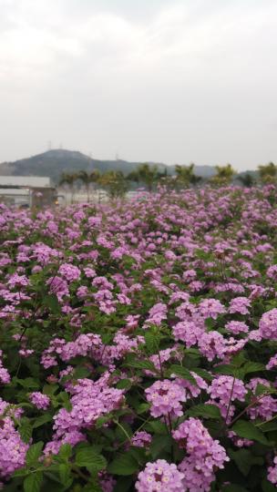 路邊花海隨拍
好美啊...