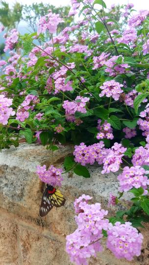 花若盛開 🌺
蝴蝶自來 🦋...