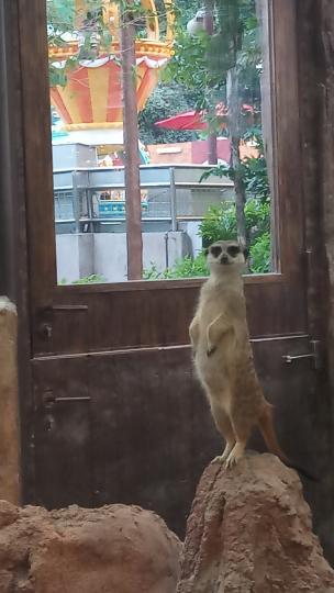 在海洋公園
發現了一隻正在放哨的小狐獴...