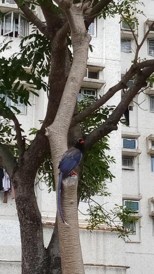 公園行逛
發現了美麗但不知名的鳥兒...