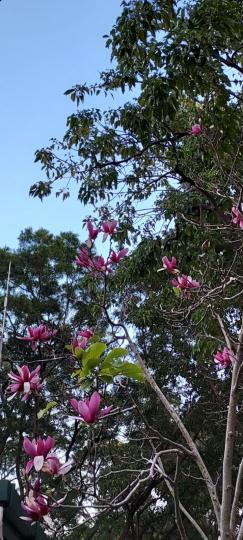 嬌美的紫玉蘭花
有緣在公園內與你相遇...