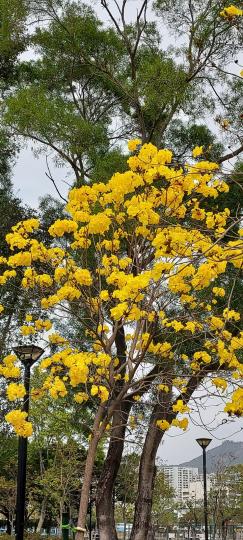 屋企樓下公園 
黃花風鈴木盛開...