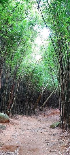 竹林茂密
河背水塘郊遊徑...