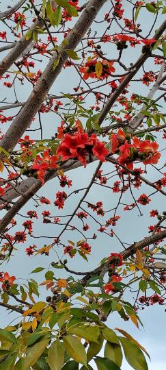 紅棉盛放
天氣暖洋洋...