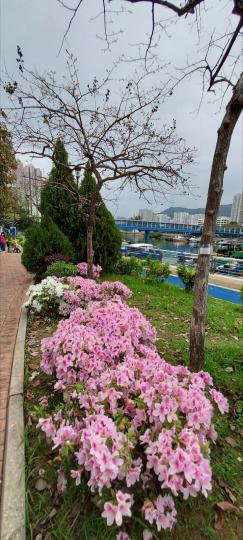 春回大地
繁花似錦 🌺...