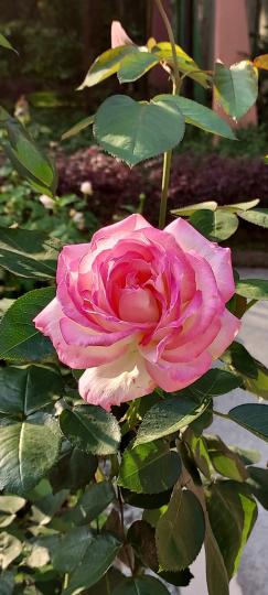 美艷玫瑰雖帶刺 
但仍是我最愛的花朵...