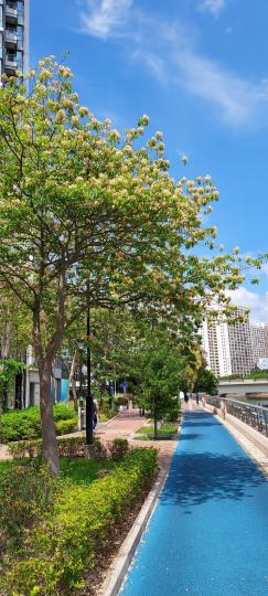 樹頭菜盛開
多區公園也發現其蹤跡...