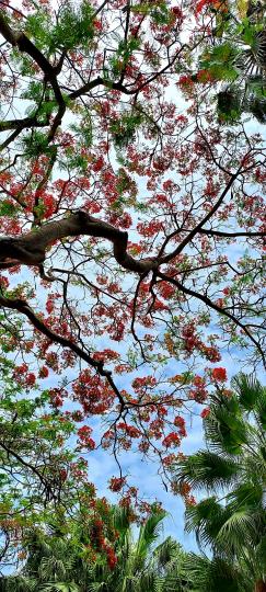 風雨飄搖的日子 
送給你們 
藍天白雲與紅花...