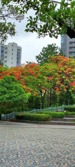 閒時往公園走走 
也能發現生機處處...