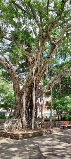 落地生根
生生不息 🌳...