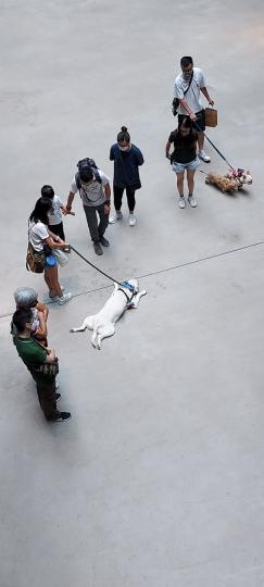 天氣潮濕炎熱 
狗兒也要躺在地上休息...