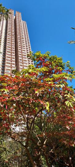 紅葉綠蔭藍天
冬季限定風景...