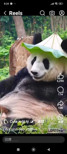 大熊貓自己選一頂白帽扮靚靚...