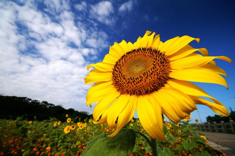 早晨!! 心花放! 早晨!! 心花怒放!...