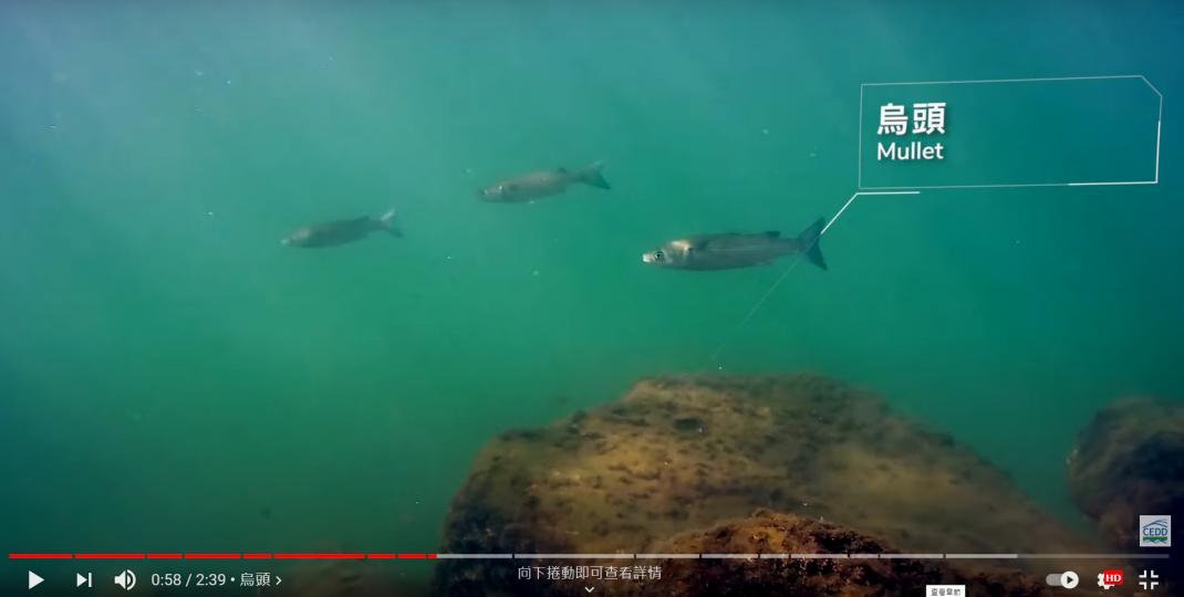 https://www.youtube.com/watch?v=9PgVmLbd2QM
大埔龍尾原來咁多海洋生物,好多平時食開的魚!... https://www.youtube.com/watch?v=9PgVmLbd2QM
大埔龍尾原來咁多海洋生物,好多平時食開的魚!...