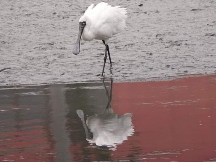 黑臉琵鷺
在冬天的濕地公園內泥灘上可以見到黑臉琵鷺。黑臉琵鷺那長而呈匙狀的嘴加上黑色的臉，是這種大型水鳥的標記。黑臉琵鷺是全球瀕危物種，數目十分稀少，需要大家的保護和關注...