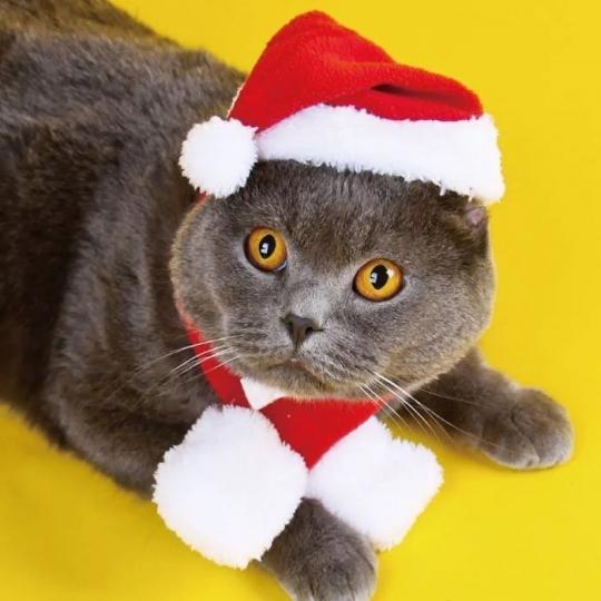 這隻精靈貓兒頭戴聖誕帽，頸項圍了圍巾，享受主人為牠扮靚靚過聖誕。...