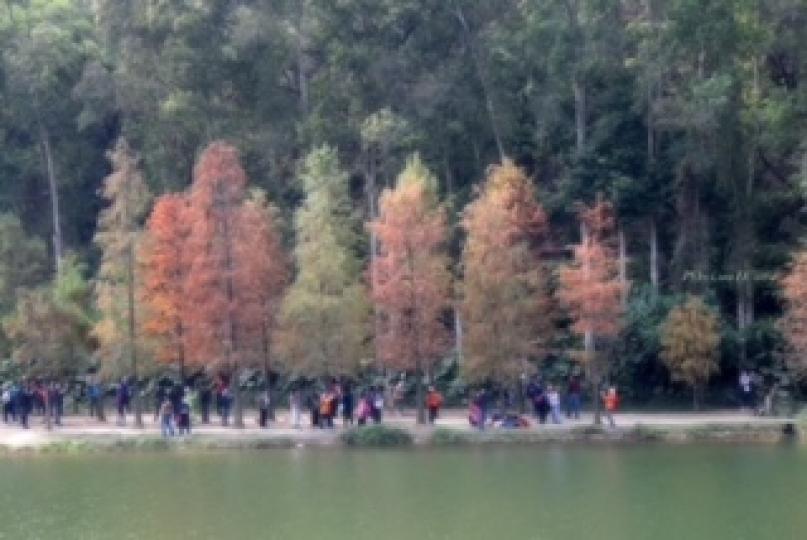 近期假日一些熱門旅遊點人頭湧湧，粉嶺鶴藪的流水響是其中一。每逢每年的一月至二月，流水響的落羽松樹葉變成金黃色和塘畔的白千層相映成趣，份外吸引！...