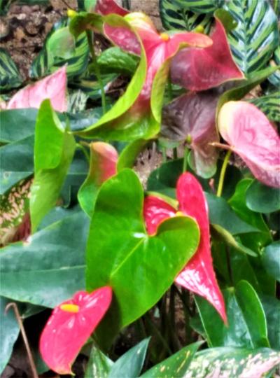 花花草草(13)----紅掌...