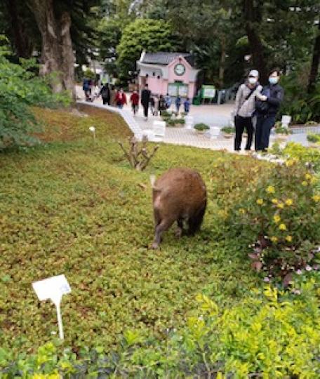 香港公園
前天路經好久未到訪的香港公園，園景已大大不同了。...