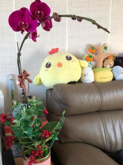 年花
上週末在花墟買了一小盆蘭花作年花，價錢不貴。...