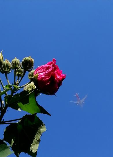 偶拾.....紅花與飛機….....