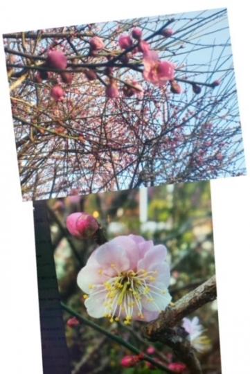 現正是香港桃花盛放的時間。桃花是代表姻緣與愛情的星曜，是蜜運中情侶最適合擺放的年花。...