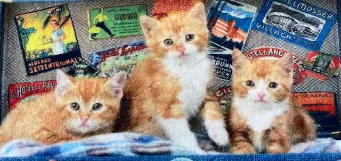 寵物
這張地氈上的三隻小貓很可愛，買一張給牠們休息用，不知牠們喜不喜歡？...
