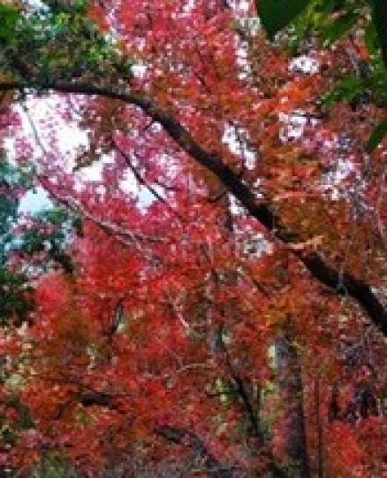 九擔租紅葉
今年九擔租的紅葉和元朗大棠的紅葉一樣美。九擔租可以在大埔墟乘20R 小巴前往，到烏蛟騰村總站下車，可跟路牌前往目的地。...
