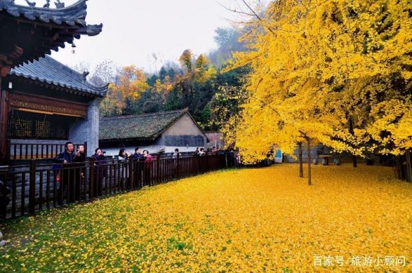 銀杏樹
在西安鳳凰嶺下的古觀音禪寺內的銀杏樹，距今已有1400多年歷史，據傳這棵銀杏樹是當年唐太宗李世民親手栽種，已被國家列為古樹名木保護名錄，能夠經歷這麼多年風雨依然健在，也是非常難得了。...